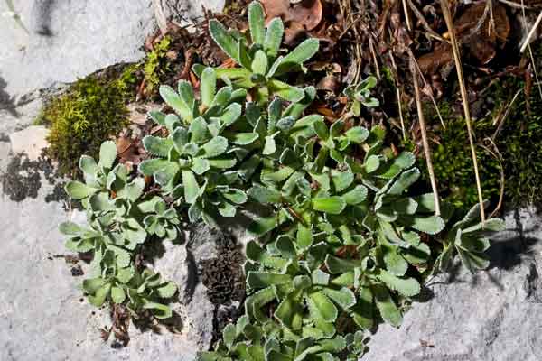 Pianta abruzzese 1 - Saxifraga cfr. paniculata